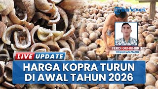 Update Harga Kopra Awal Tahun 2026 Anjlok Di Angka Rp 15 Ribu Per Kilogram Sejak Nataru