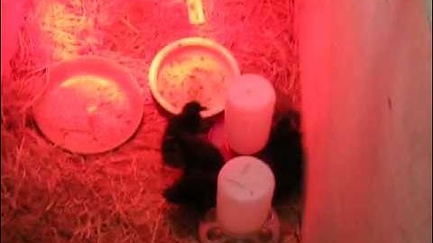 Baby Duck Brooder Box, 6 New Ducklings
