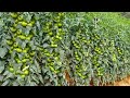 Tomato cultivation how to cultivate tamarind by simple method tomato farming in india