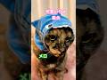 【CAT】可愛いサメ集合 #shorts #cat #cats #cute #猫動画 #猫 #可愛い猫 #かわいい猫