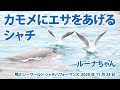 カモメにエサをあげるシャチ【2020年11月24日　鴨川シーワールド　シャチパフォーマンス】Orca performance, Kamogawa Sea World, Japan