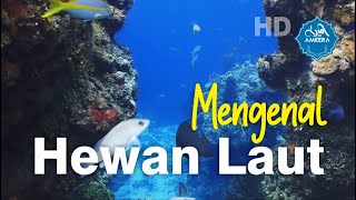 Mengenal Binatang Laut Untuk Paud Dan Balita