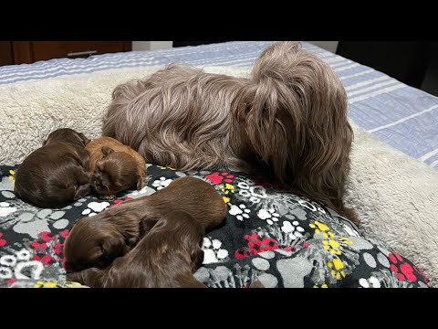 Video: Bañando a tu perro después del nacimiento