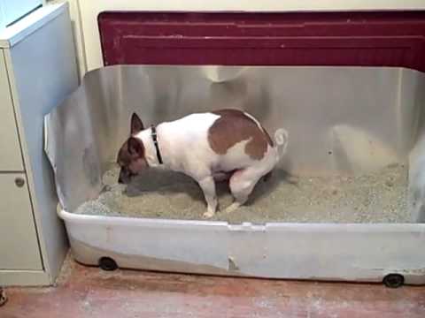 Dog Training - Max the Dog Poops in the Litter Box - YouTube
