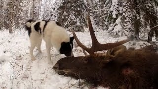 LOOK ! hunting for moose in the winter! смотреть! охота на лося зимой!(LOOK ! hunting for moose in the winter! смотреть! охота на лося зимой! ▱▱▱▱▱▱▱▱▱▱▱▱▱▱▱▱▱▱▱▱▱▱▱▱▱▱▱▱ подписат..., 2016-04-13T03:37:39.000Z)