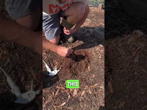 Video: Jak se vypořádat se škůdci ohnivých mravenců – zjistěte, jak ovládat ohnivé mravence v zahradě