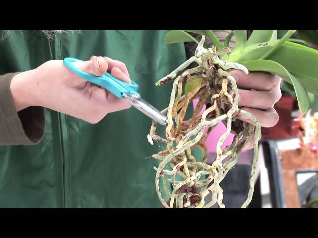 Orchideen schneiden - pflegen - umtopfen - YouTube