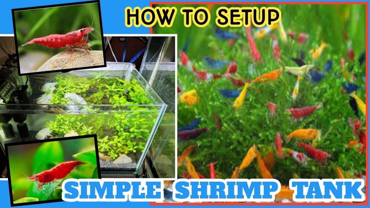 Shrimp tank setup. Step by step. How to Setup a Simple Shrimp Tank