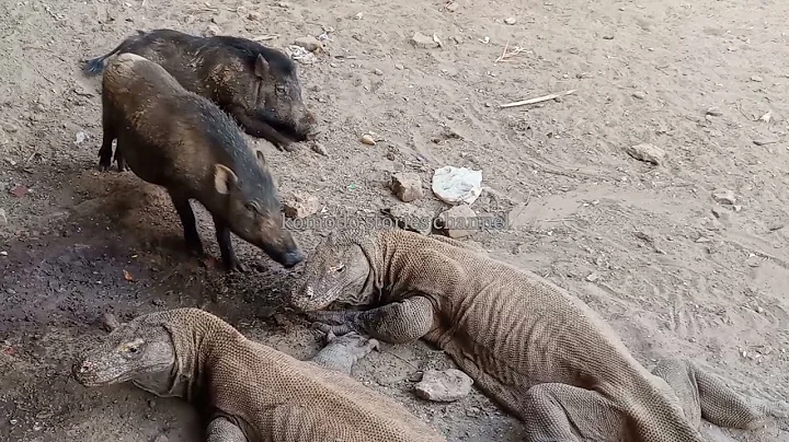 Wild Boars Try To Challenge Komodo Dragon