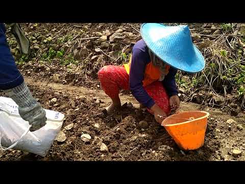 Video: Bawang Merah: Seluk-beluk Menanam Di Musim Gugur