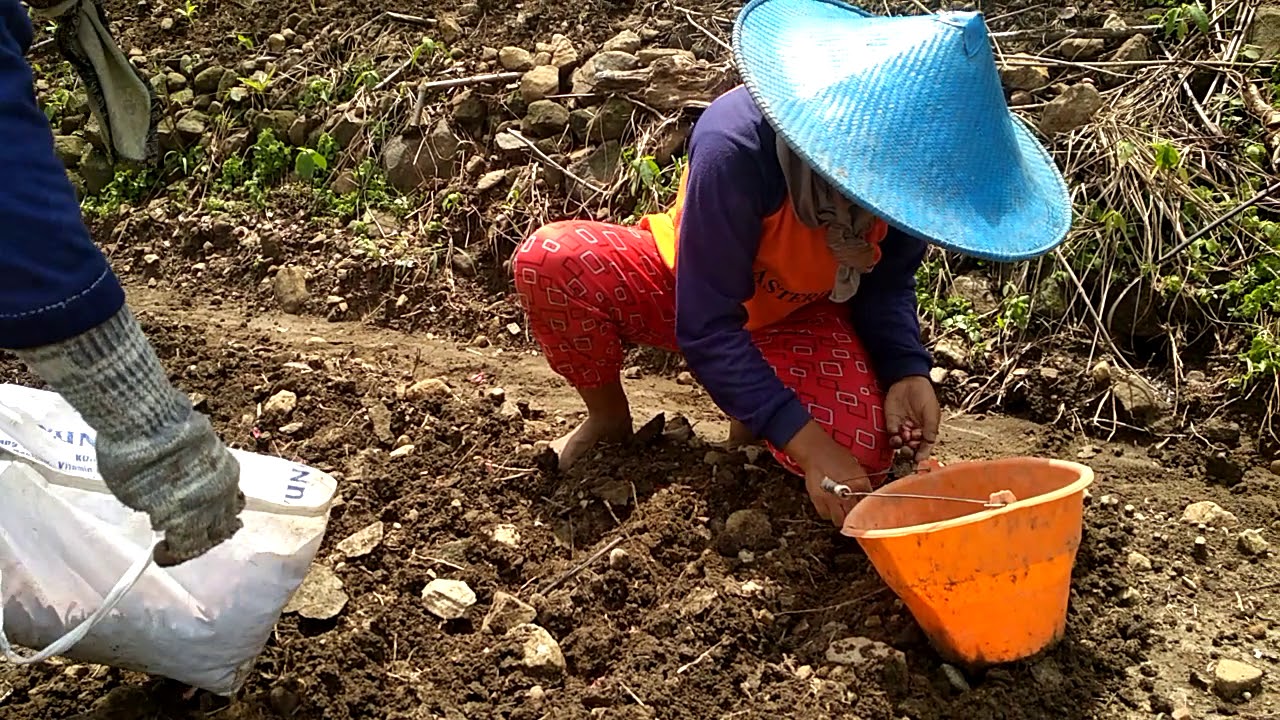 PROSES TANAM BAWANG MERAH DI LAHAN TADAH HUJAN 