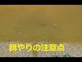 初心者向け 実験 メダカの餌やり注意点 メダカがよく死ぬ 想定外のことがあります金魚めだかJapanese medaka