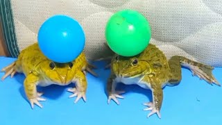 Amazing fighters frog screaming frog 🐸 my and cute 🥰 screenshot 3