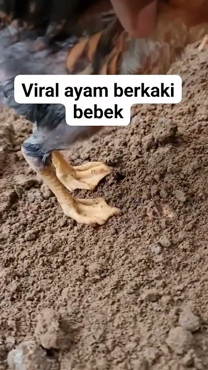 Kawin silang 🐓vs🦆 Ayam Berkaki BEBEK? KOK BISA???  #viral #youtubeshorts #fyp #fypシ #fypシ゚viral