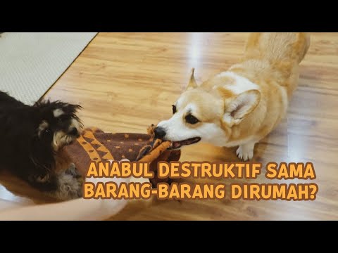 Video: Cara Simpan Anjing Anda dari Perabot