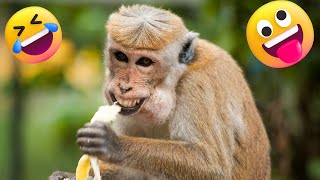 New Funny Monkeys Videos 2023 - Funniest Monkey Will Make You Laugh Hard Compilation- FUNNY VID