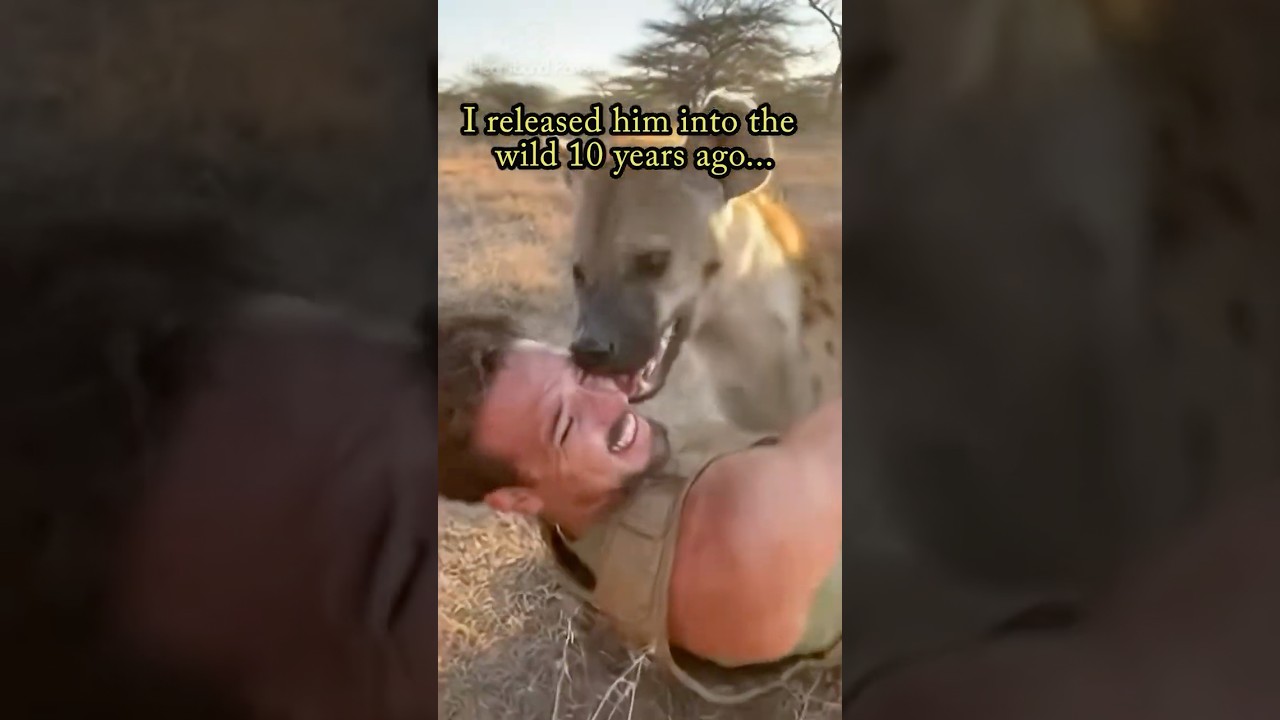 11 years later, I Reunited With The Animals #wildliferescue #Shorts #AnimalRescue #heartwarming