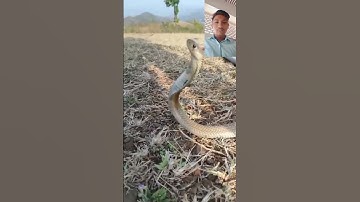 mahakal status bholenath status #shivshiv #status #mahadev #snake #animal