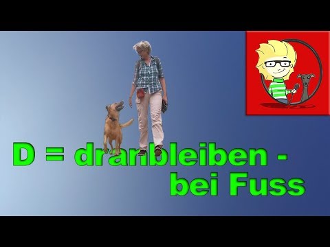 D = Dranbleiben: Dem Hund bei Fuss beibringen - die einfachste Methode