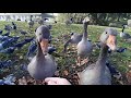 Grey geese family trying to survive in Regent&#39;s park - wildlife and food