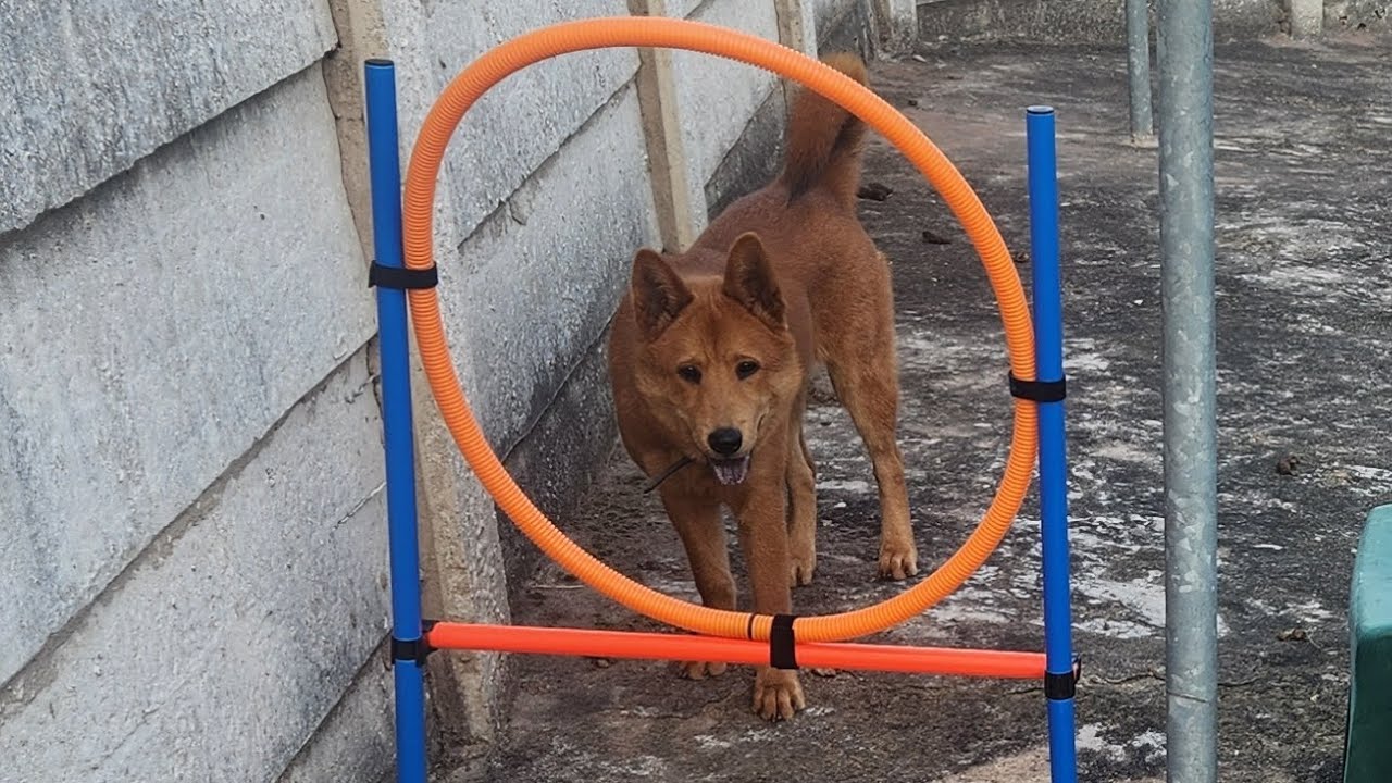 Day 1 agility training 6 month old Mylee the chabrador how to jump a ...