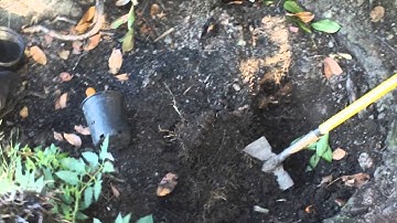 compost & Biochar in the root zone