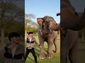 me with elephant dance