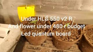 gorilla butter F2 10 oz plant part 1