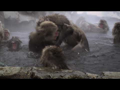 Video: Makak japonský (foto). Japonští sněžní makakové