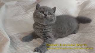 Miot I1 - kotka brytyjska niebieska by Hodowla Kotów Brytyjskich Królewskie Koty*PL 50 views 1 year ago 45 seconds