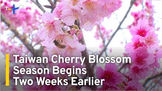 Taiwan Cherry Blossom Season Begins Two Weeks Earlier | TaiwanPlus News