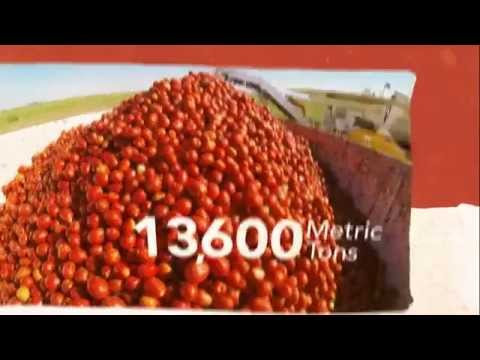 Olam Tomatoes -  The Life of a Tomato