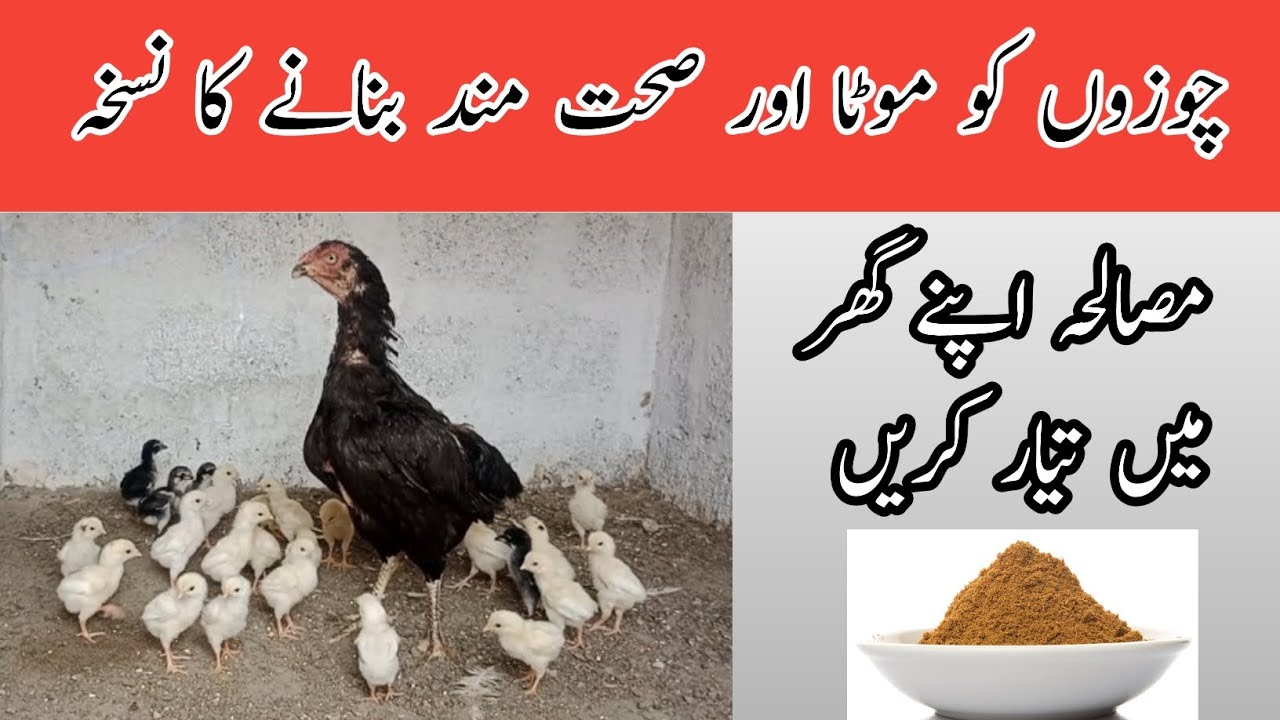 How to increase Chicks Weight Faster||Fast Grow Tips for Chicken's baby||Summer feed For Hen Aseel 