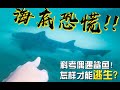 Searching for DANGEROUS SHARKS??? - 当你科考的时候遇到了一只……鲨鱼?