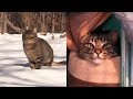 2 Abandoned Cats Rescued from FREEZING Weather