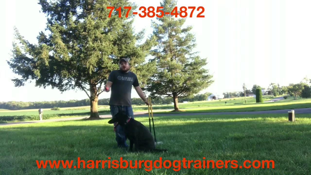 Dog Obedience Harrisburg Dog Training How to Train my Dog YouTube