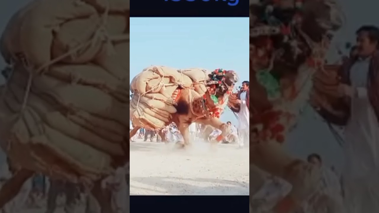 camel weightlifting world record 1500 kg