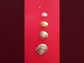 🦪shells# coloring# Desing wall design 😊