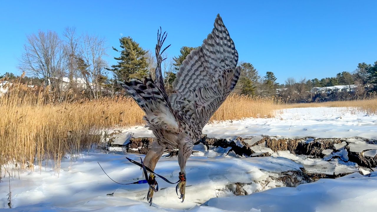 Asja, Finnish Goshawk | Duck Hawking January 28, 2026