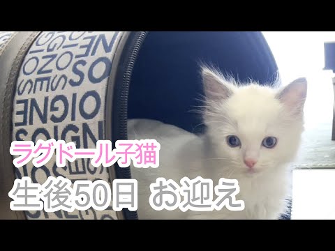 はじめまして。ぼく、ラグドールのくうちゃんです【子猫】【ラグドール】