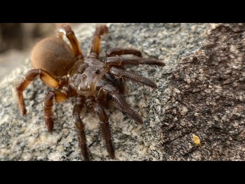 Centipedes, Scorpions, Spiders, Snakes, Lizards ( A Compilation )