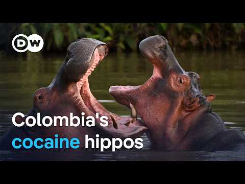 Escobar's cocaine hippos: Should they be culled? | DW News

They&rsquo;re the unlikely legacy of a drug empire: a herd of hulking hippos roaming free in Colombia.  They&lsquo;re the descendants of the exotic animals once kept by Pablo Escobar on his sprawling estate.

#Escobars #cocaine #hippos #Should #they