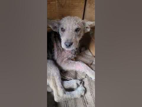 Короста . - YouTube