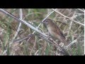 Japanese swamp warbler locustella pryeri