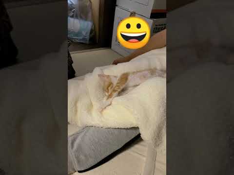 もっちゃんのもみもみからの ロ Youtube