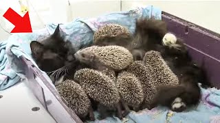 Cat Gives Birth, Then Doctors Realize They’re Not Kittens by eMystery 14,353 views 6 days ago 7 minutes, 53 seconds