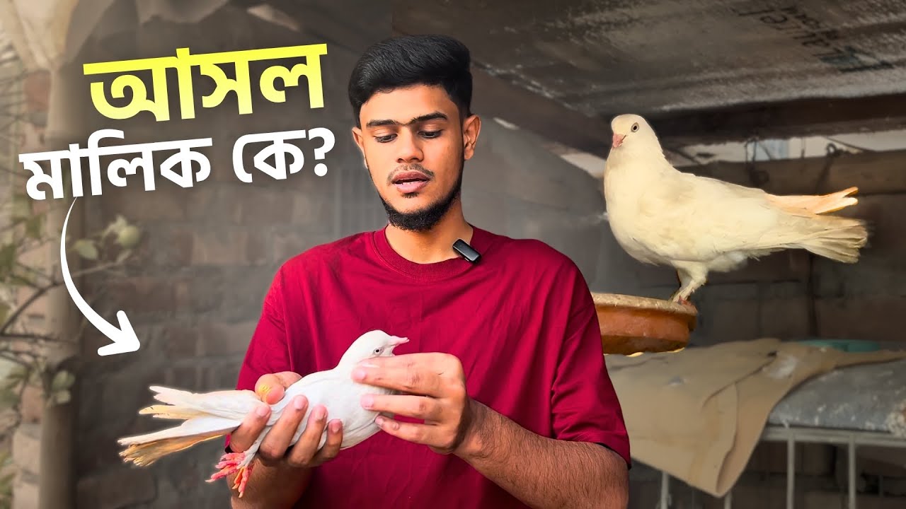 ছাদে একটি কবুতর ধরা পড়েছে