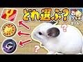 【神引き】チンチラの選んだガシャを引きまくる!ぷにぷにガシャ対決!妖怪ウォッチ 玄武 麒麟 女郎蜘蛛 不動明王ボーイ ふくる