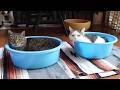 夏のタライとはなみり。-Summer blue tubs and Hana&Miri.-