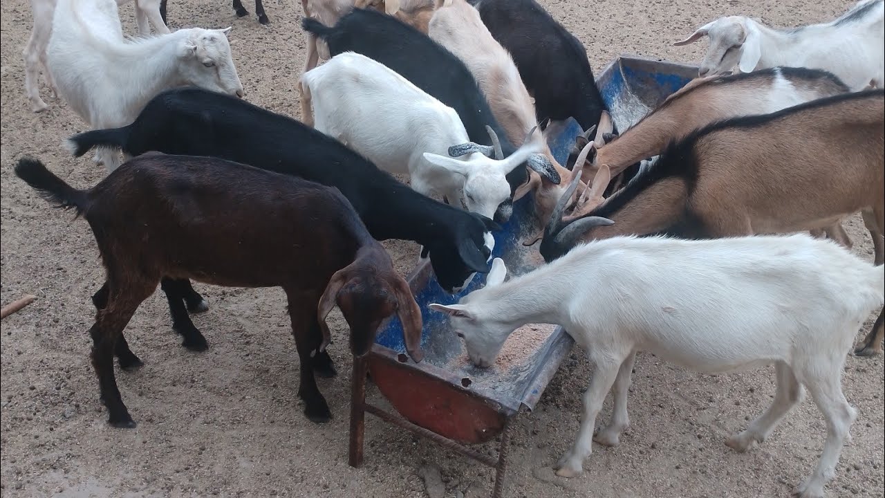 تلقيح الماعز والكشف عن الحمل